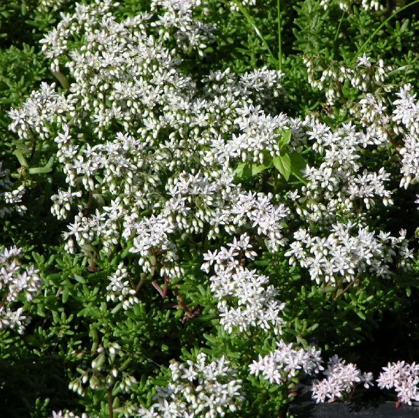 Valkomaksaruoho Coral Carpet - Perennat - 7513 - 1