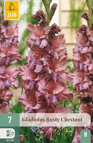 Miekkalilja Rusty Chestnut 7 kpl/pkt - Miekkaliljat - 8712438991103 - 1