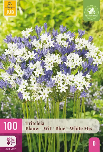 Triteleia Blue - White mix 100 kpl/pkt - Muut kukkasipulit - 8720873001103 - 1