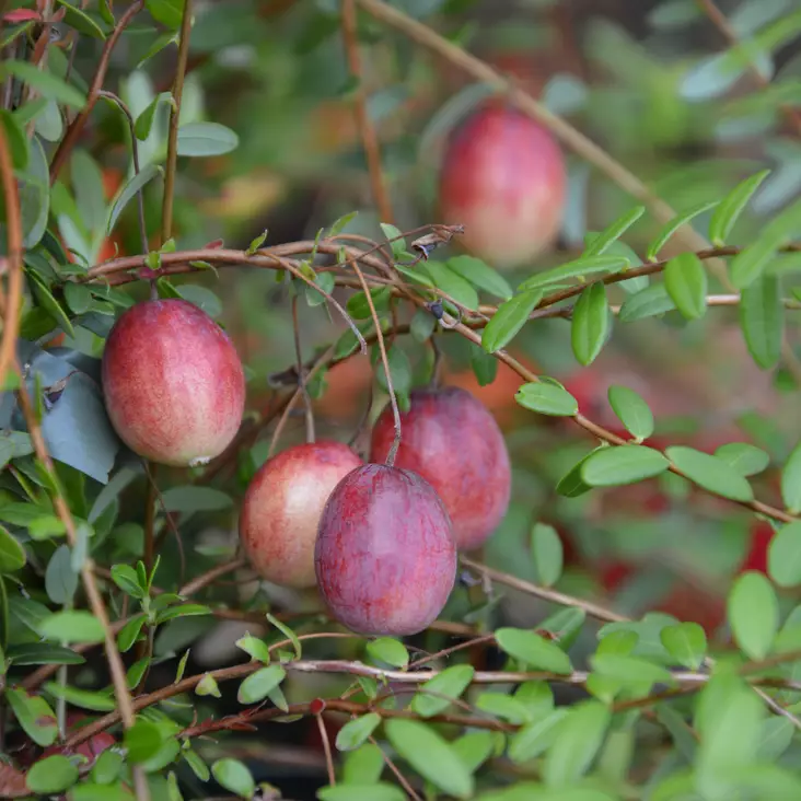 Amerikankarpalo Pilgrim - Erikoismarjat ja hyötykasvit - 21773 - 1