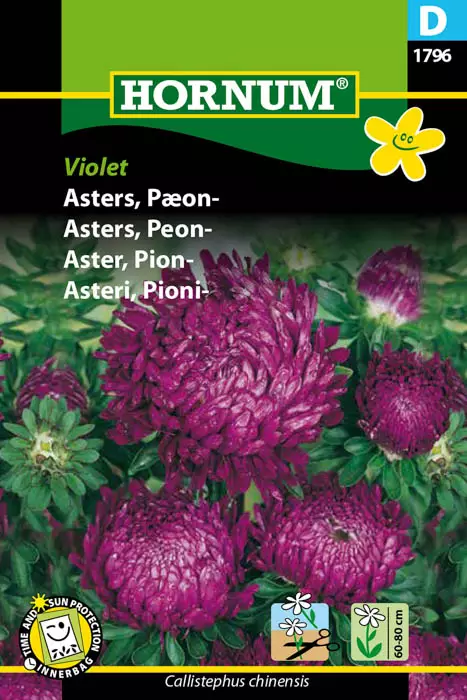 Asteri, Pioni- Violet - Kukkien ja koristeheinien siemenet - 5708787017963 - 1