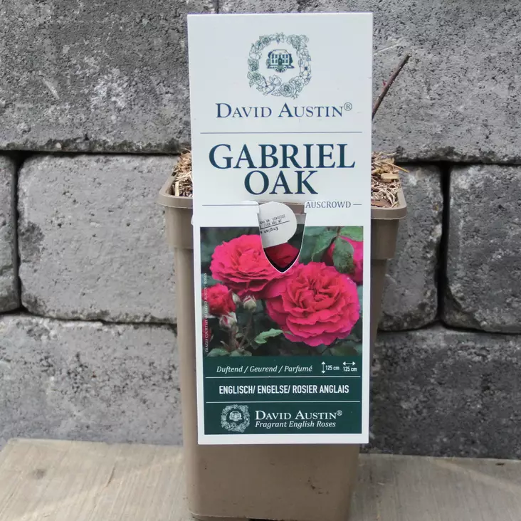 Austinruusu Gabriel Oak - Puistoruusut - 36183 - 1