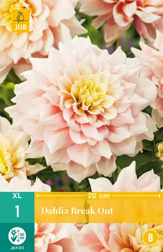 Daalia Break Out 1 kpl/pkt - Daaliat - 8712438977763 - 0