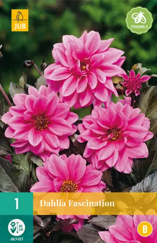 Daalia Fascination 1 kpl/pkt - Daaliat - 8712438615603 - 0