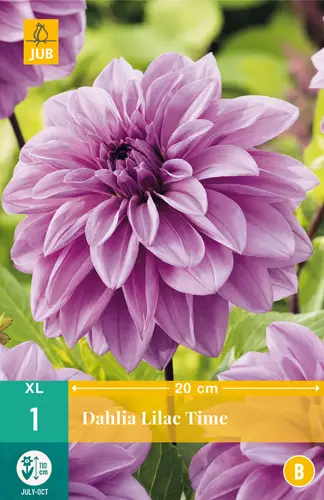 Daalia Lilac Time 1 kpl/pkt - Daaliat - 8712438986253 - 0