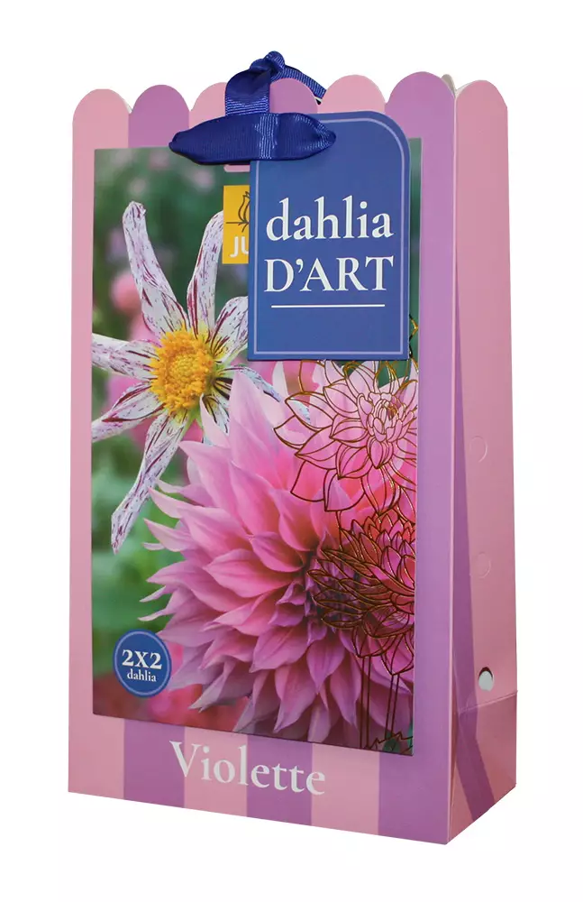 Daalia Violette 4 kpl/pkt -  - 8720873001523 - 1