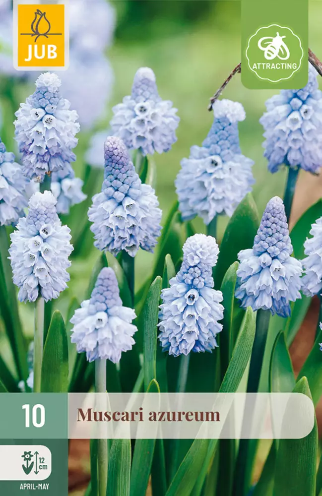 Helmililja Azureum 10 kpl/pkt - Liljat - 8712438521003 - 1