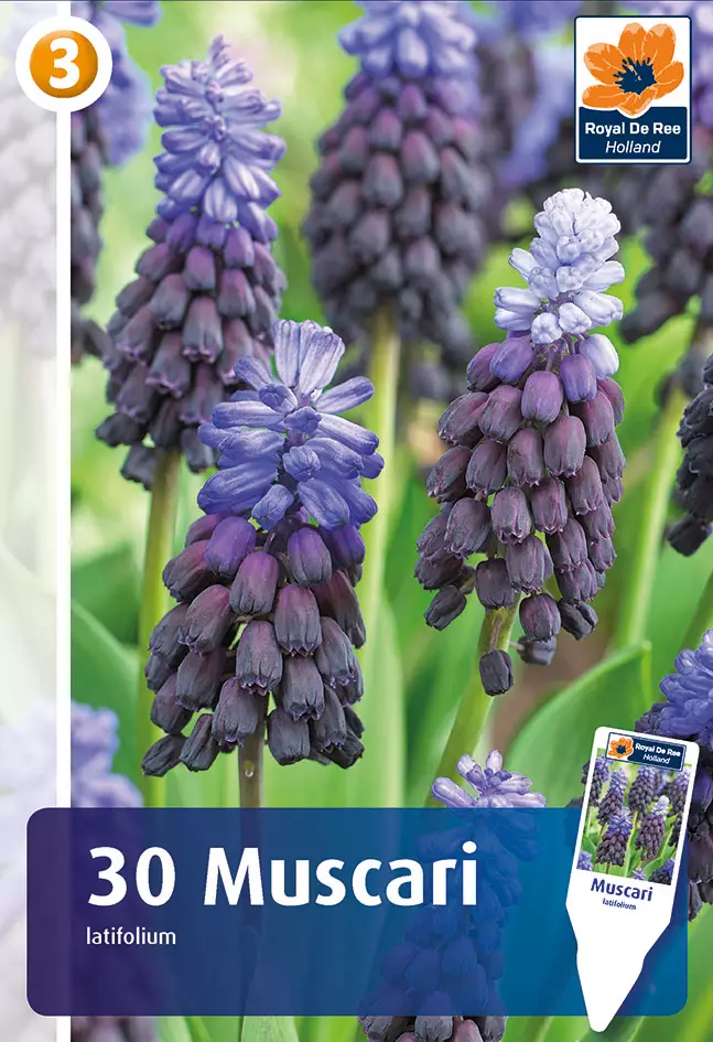 Isohelmililja 30 kpl/pkt - Liljat - 8711148318293 - 1