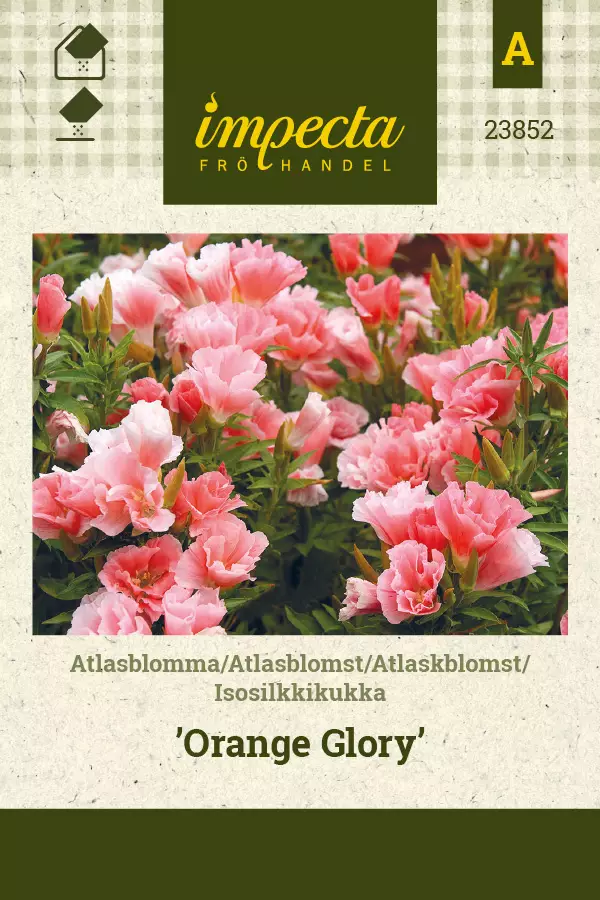 Isosilkkikukka Orange Glory - Kukkien ja koristeheinien siemenet - 7332756238523 - 0