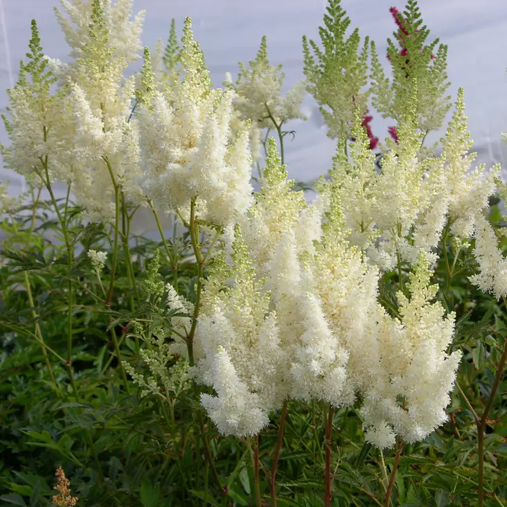 Jaloangervo Weisse Gloria - Perennat - 70813 - 1