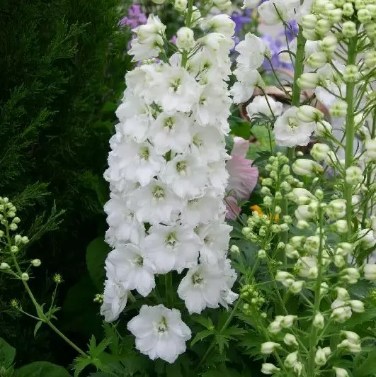 Jaloritarinkannus Galahad - Perennat - 71533 - 1