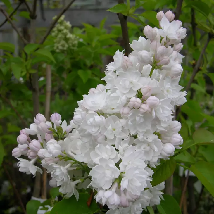 Jalosyreeni Moskovan Kaunotar - Koristepensaat - 4713 - 1