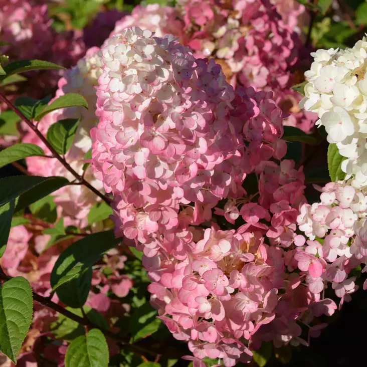 Japaninhortensia Sundae Fraise maxi - Koristepensaat - 45743 - 1