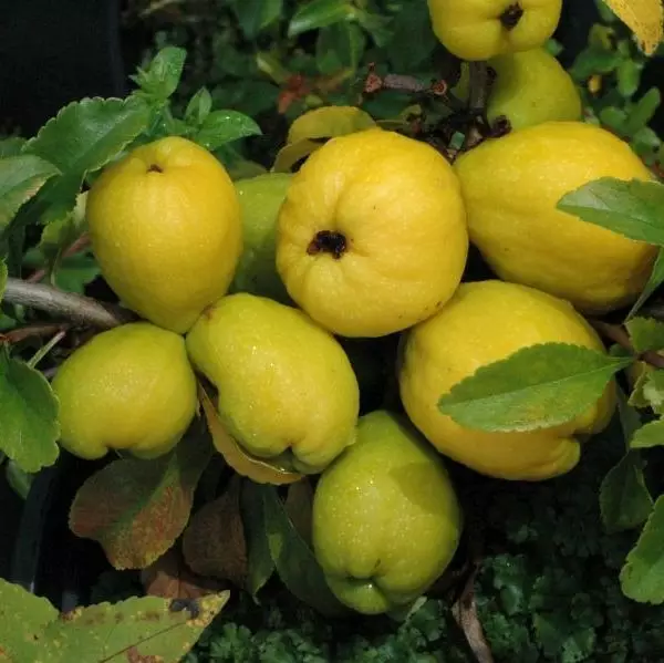 Japaninruusukvitteni Venus - Erikoismarjat ja hyötykasvit - 45573 - 1