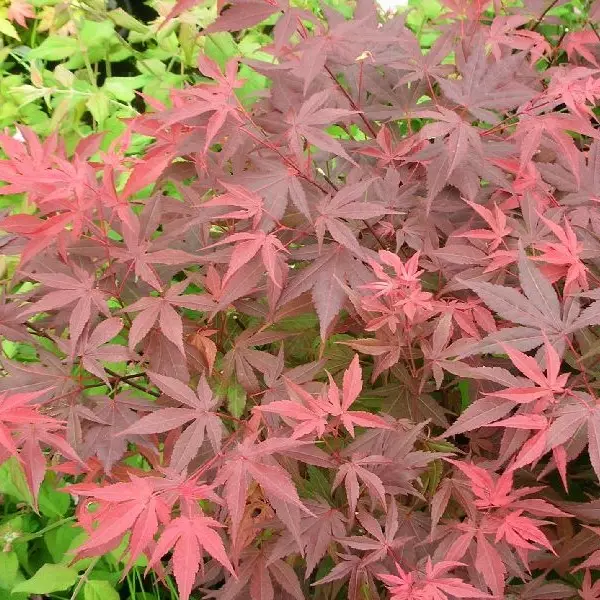 Verijapaninvaahtera Atropurpureum - Koristepensaat - 43053 - 1