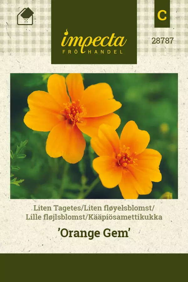 Kääpiösamettikukka Orange Gem - Kukkien ja koristeheinien siemenet - 7332756287873 - 0