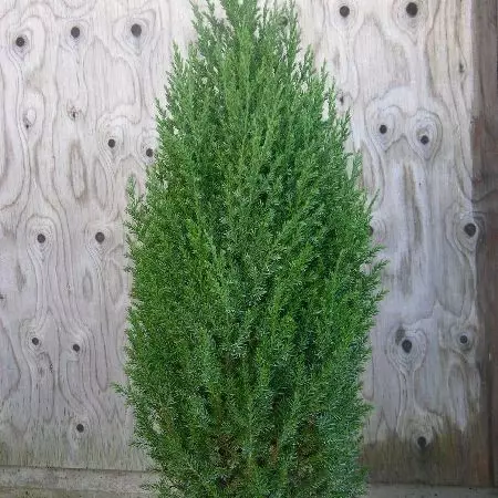 Kartiokiinankataja Stricta 60-80 - Havupuut - 60553 - 1