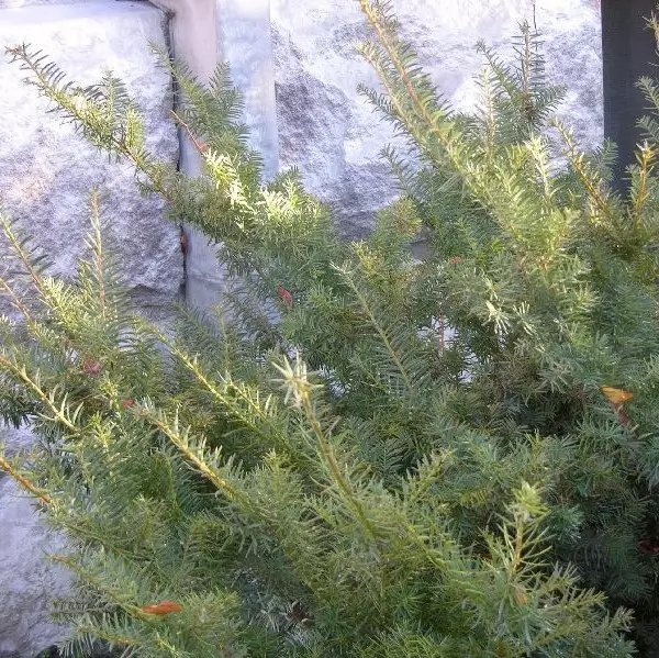 Kartiomarjakuusi Densiformis 40-50 - Havupuut - 62063 - 1