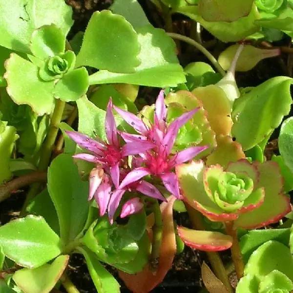 Kaukasianmaksaruoho Summer Glory - Perennat - 75313 - 1