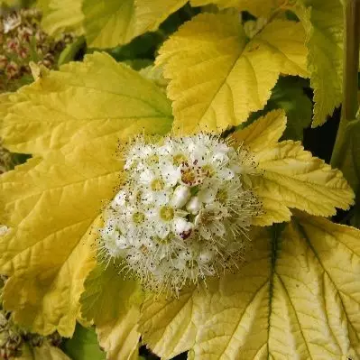 Keltaheisiangervo Angel Gold - Koristepensaat - 46063 - 1