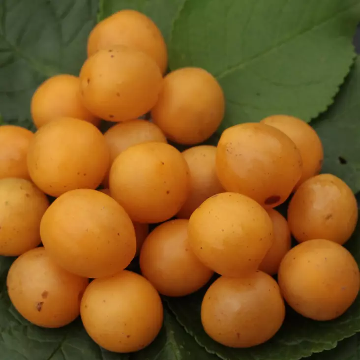 Keltakriikuna Voitto - Luumupuut - 13213 - 1