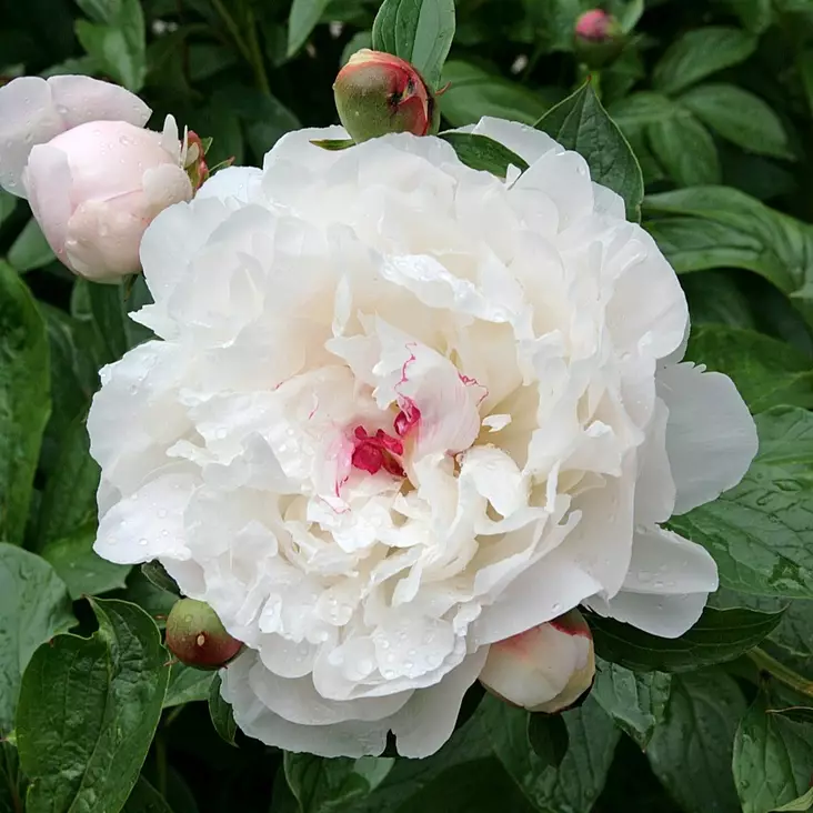 Kiinanpioni Festiva Maxima - Perennat - 73933 - 1