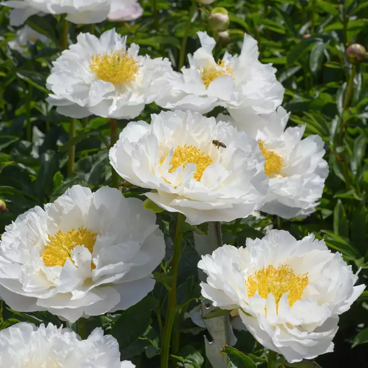 Kiinanpioni Miss America - Perennat - 74043 - 1