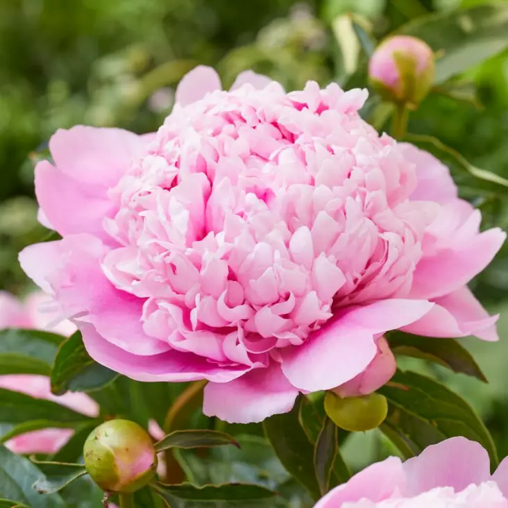 Kiinanpioni Monsieur Jules Elie - Perennat - 73983 - 1