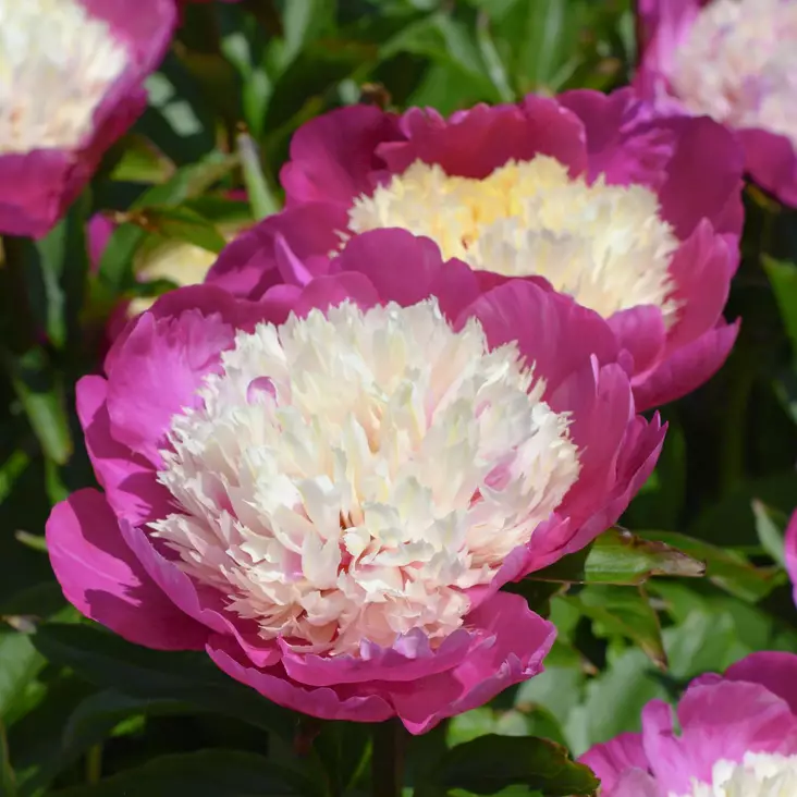 Kiinanpioni White Cap - Perennat - 73973 - 1