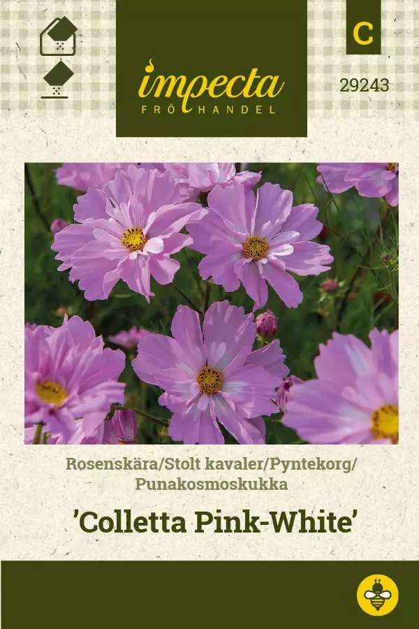 Kosmoskukka Colletta Pink-White - Kukkien ja koristeheinien siemenet - 7332756292433 - 1