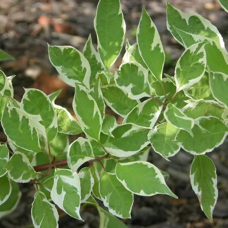Laikkukirjokanukka Elegantissima - Koristepensaat - 4543 - 1