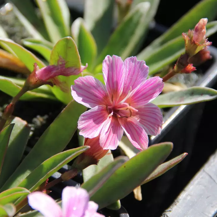 Levisia Little Plum - Perennat - 73043 - 1
