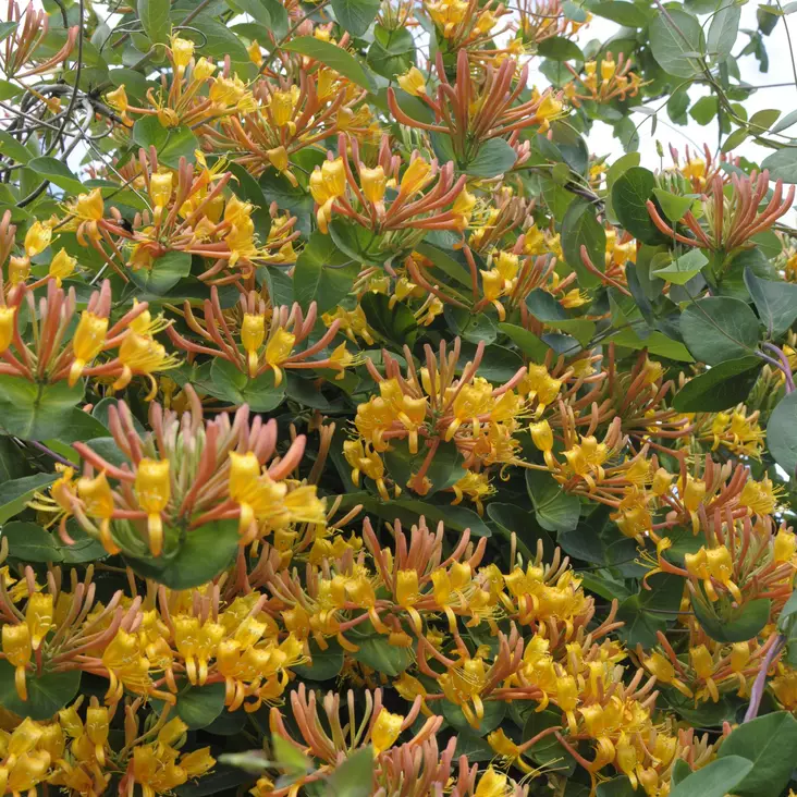 Mandariinikuusama Mandarin - Köynnöskasvit - 5153 - 1