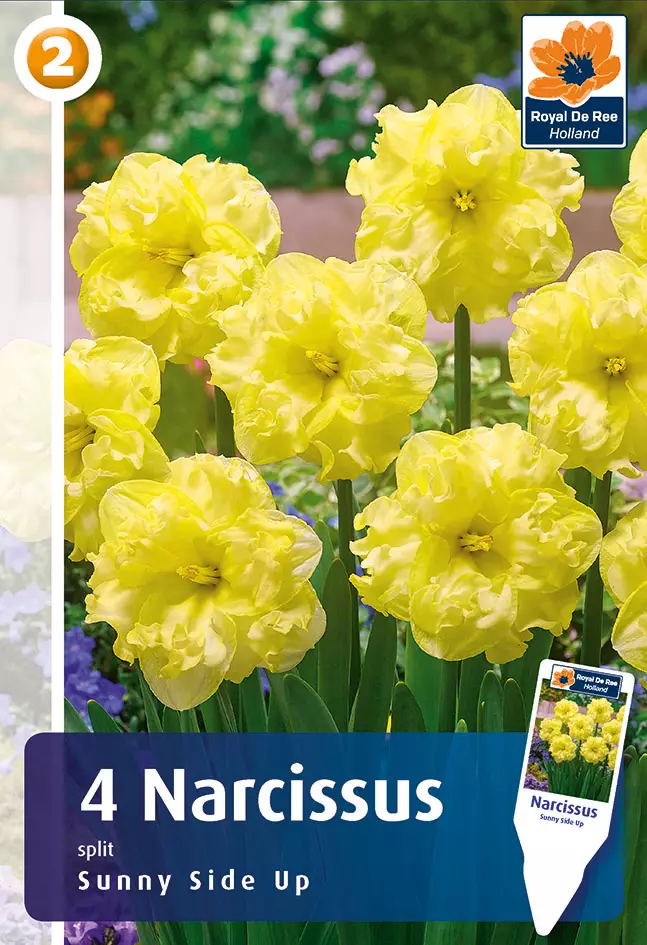 Narsissi Sunny Side Up 4 kpl/pkt - Narsissit - 8711148247333 - 1