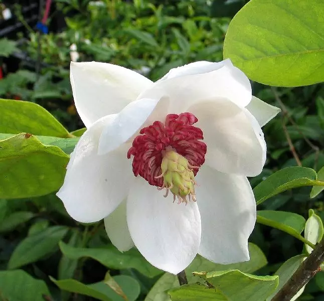 Pensasmagnolia - Koristepensaat - 43263 - 1