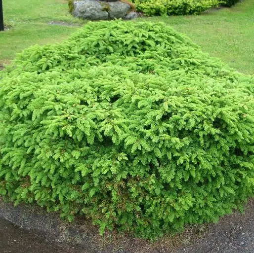 Pesäkuusi Nidiformis C5 30-40 - Havupuut - 61263 - 1
