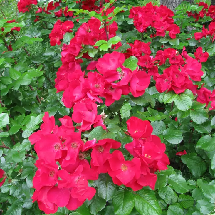 Puistoruusu Robusta - Puistoruusut - 28653 - 1