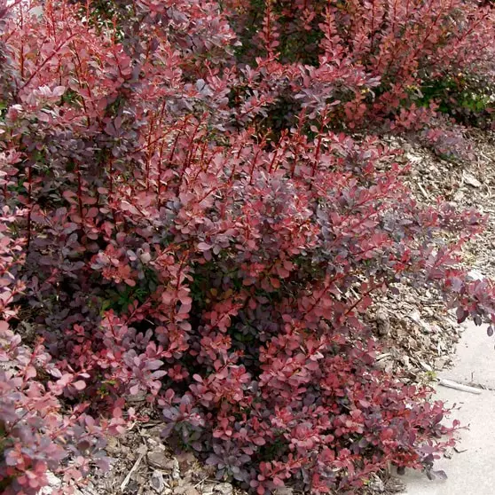 Purppurahappomarja Atropurpurea - Koristepensaat - 4523 - 1