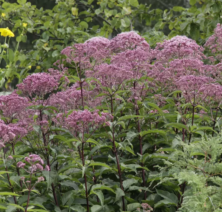 Purppurapunalatva Phantom - Perennat - 72083 - 1