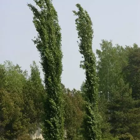 Pylväshaapa Erecta - Koristepuut - 4133 - 1