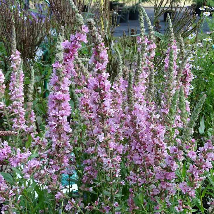 Rantakukka Blush - Perennat - 7353 - 1