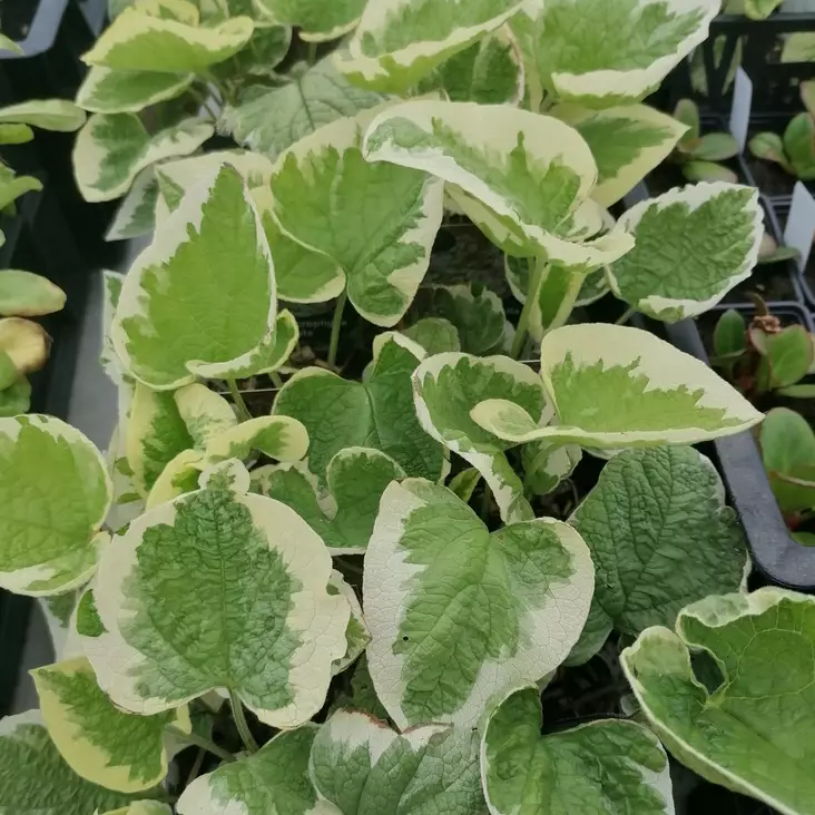 Rotkolemmikki Variegata - Perennat - 71073 - 1