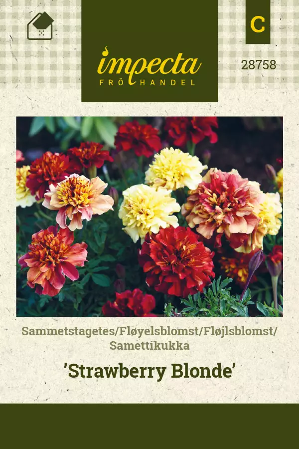 Samettikukka Strawberry Blonde - Kukkien ja koristeheinien siemenet - 7332756287583 - 0