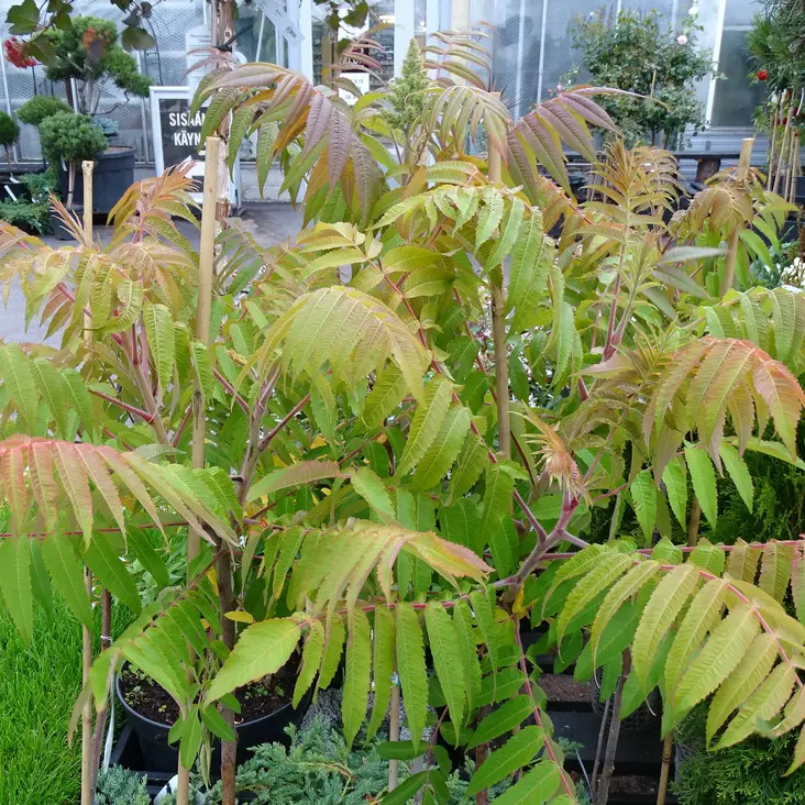 Samettisumakki - Koristepuut - 41583 - 1