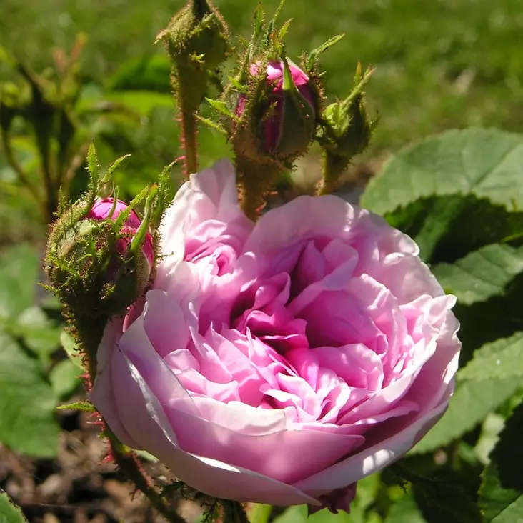 Sammalruusu Salet - Puistoruusut - 23933 - 1