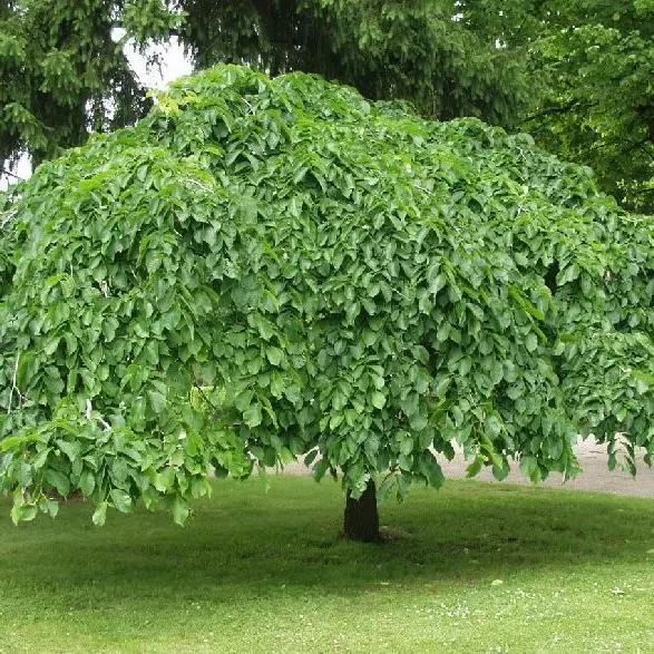 Sateenvarjojalava Camperdownii - Koristepuut - 4243 - 1