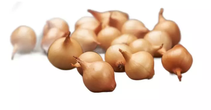 Talvikeltasipuli Shakespare 500g 21/24 - Ruokasipulit - 8711968485953 - 2