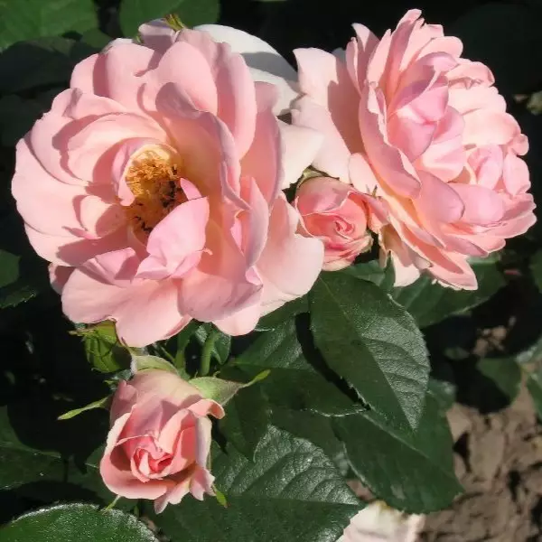 Tertturuusu Astrid Lindgren - Ryhmäruusut - 33033 - 1