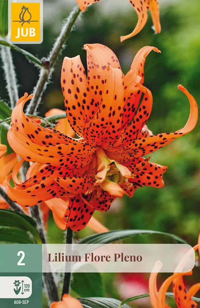 Tiikerililja Flore Pleno 2 kpl/pkt - Liljat - 8712438998423 - 1