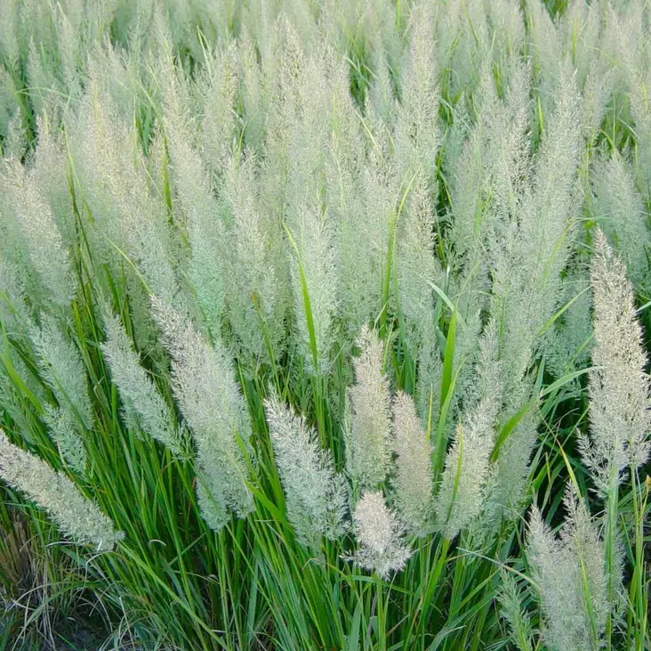 Timanttikastikka - Koristeheinät - 71113 - 1